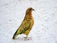 Kea (3)vx.webp