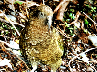 Kea (6) vx.webp