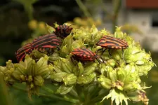 TiereMakro (29).webp