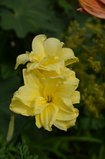 DSC_2044.webp