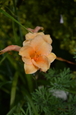 DSC_2047.webp
