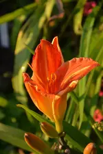 DSC_2054.webp