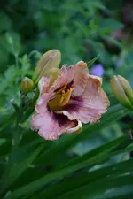 DSC_2064.webp