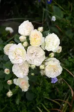 DSC_2036.webp