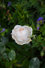 DSC_2061.webp