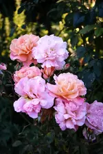 DSC_2062.webp