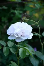 DSC_2065.webp