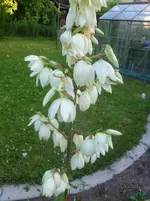P1140874.webp