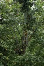IMG_2518.webp