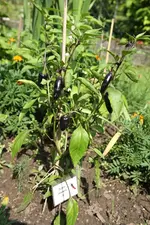 Purple-Jalapeno-IMG_2361.webp