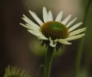 Echinacea weiss 140711.webp