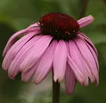 Echinacea 140713.webp