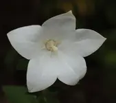 Ballonblume weiss 140713.webp