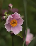 Herbstanemone 140713.webp