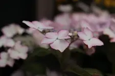 Hortensie 140713_z.webp