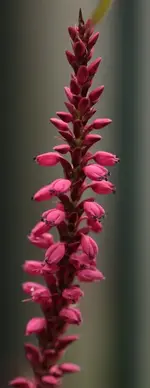 Knoeterich 140711.webp