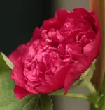 Stockrose 140711.webp