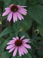 DSCF3563.webp