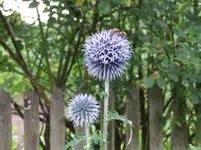 DSCF3567.webp
