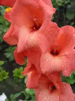 2014-07-08 005.webp