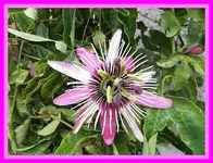 003.webp