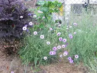 Rasselblume.webp