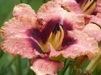 Daring Decption.webp