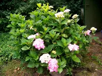 Hortensie rosa.webp