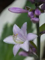 Hosta “Patriot”.webp