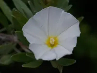 Silberwinde.webp