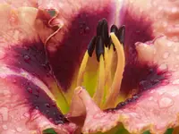 Hemerocallis Daring deception.webp