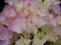 Hortensie.webp