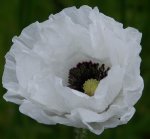 weißer Klatschmohn.JPG