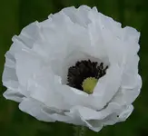 weißer Klatschmohn.webp