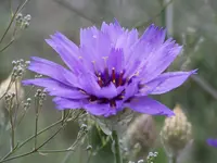 Rasselblume.webp