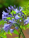 Agapanthus_blau_Wassertropfen1_600.JPG