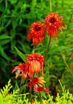 Echi_Hot Pepper2_600.webp