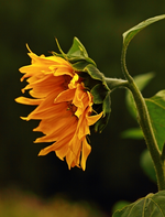 einzelne Sonnenblume_gelb_orange_grün_Porträt_600.webp