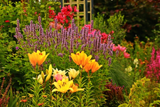 Hangbeet_Dschungel_floral bokeh3_640.webp