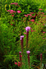 lila Prachtspiere vor pinker Schafgarbe_600.webp