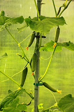 Gurke Piccolinofive of a kind_reif_grün_500.webp