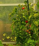 Tomaten_Knospen_grün_rot_Kette_600.JPG