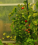 Tomaten_Knospen_grün_rot_Kette_600.webp