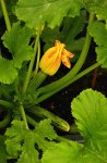 Zucchini_Frucht mit Blüte_grün_gelb_orange_600.JPG