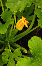 Zucchini_Frucht mit Blüte_grün_gelb_orange_600.webp