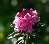 P1080431.webp