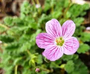P1070697Reiherschnabel_Erodium_Hybr._Bischop_Blüte.webp