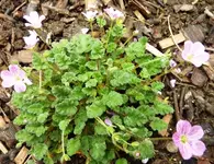 Reiherschnabel_Erodium_Hybr._Bischop_gesamt.webp