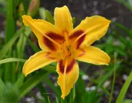 bonanza.webp
