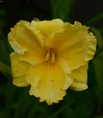 gelbganzvorne.webp
